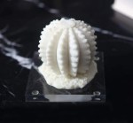 تحفة الصبار الابيض