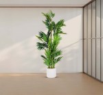 شجر نخل 155 سم