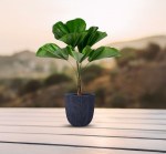 مركن أشجار رمادي قاتم