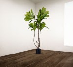 شجرة الياسمين