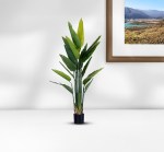 شجرة موز شجرة موز استرليزيا